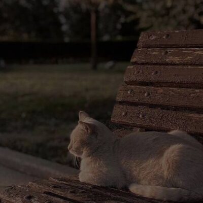 %d8%b1%d9%82%d9%8a%d9%87-%d8%a7%d8%ad%d9%85%d8%af